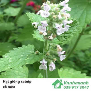 Hạt Giống Cỏ Mèo/ Bạc Hà Mèo
