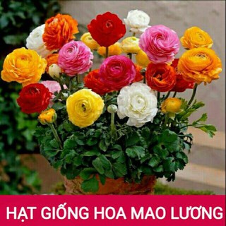 Củ hoa Mao Lương