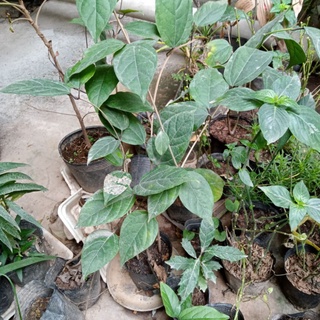 Cây ngọc nữ đỏ
