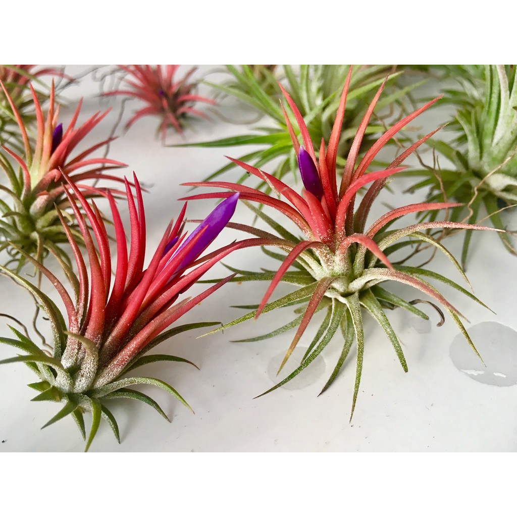 Hạt giống Cây Không khí  Tillandsia, hay Air plant seeds