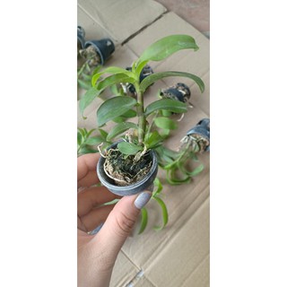 [Rẻ Vô Địch] Phi Điệp Lộc BẮc ( Cây con giống gieo hạt)