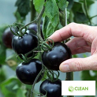 Hạt giống cà chua bi đen 30 hạt