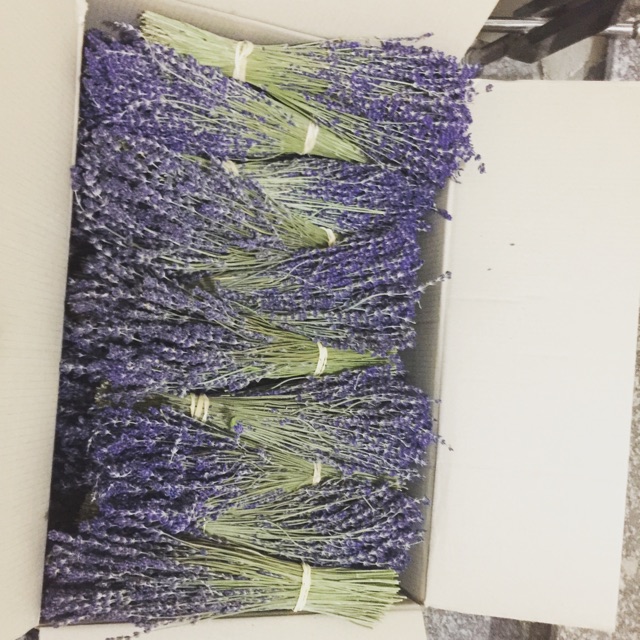 Combo bó hoa lavender NB và phụ kiện