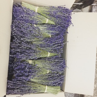 Combo bó hoa lavender NB và phụ kiện