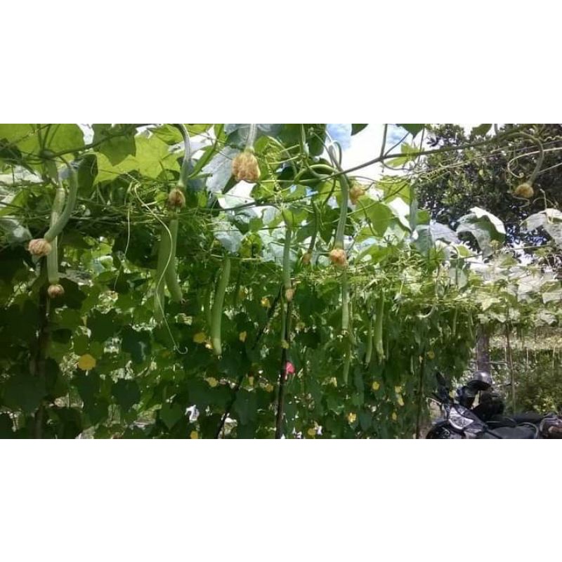 Hạt giống mướp hương lai F1 VINO G158.