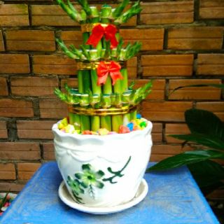 Phát Tài Búp Sen (Bao gồm chậu )