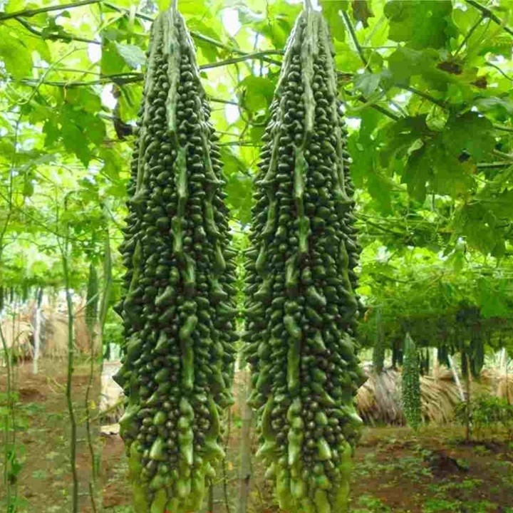 HẠT GIỐNG KHỔ QUA NHẬT F1 KHỔ QUA GAI XANH - GÓI 10 HẠT