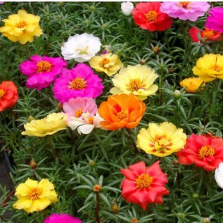 Hạt Giống Hoa Mười Giờ (Mix)