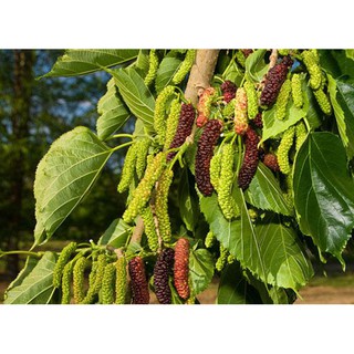 [Cây giống] Dâu trái dài - Dâu Tằm Đài Loan giống chuẩn - chiều cao 30-50cm
