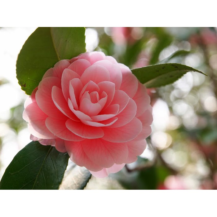 cây hoa hồng trà - runghoaqua.com - freeship Hà Nội