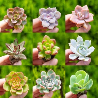 💢Sen đá vỉ mini mix màu 🆕(giao cây ngẫu nhiên)