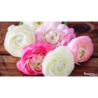 combo 5 CỦ  GIỐNG HỒNG RI BA TƯ ( MAO LƯƠNG)