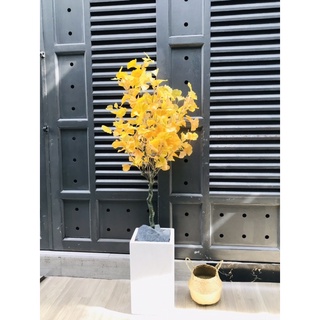 Cây ngân hạnh giả