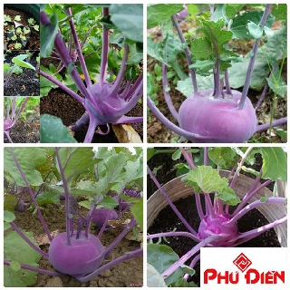 Gói 100 hạt giống xu hào tím (su hào)  PHÚ ĐIỀN