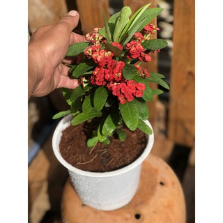 Chậu xương rồng Bát Tiên hoa nhỏ màu đỏ