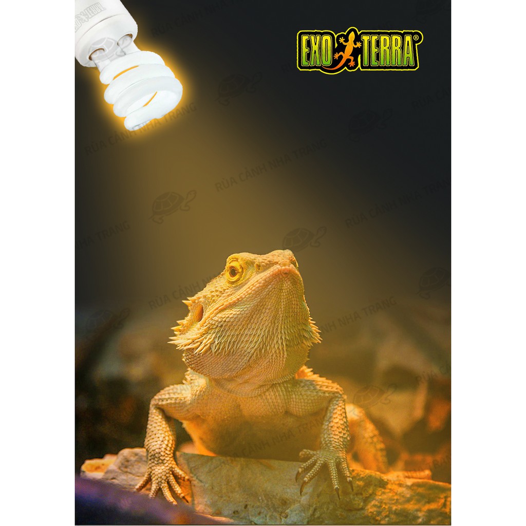 ĐÈN UVB EXO-TERRA ĐÈN SƯỞI THAY THẾ MẶT TRỜI