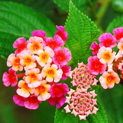 Hạt Giống Hoa Ngũ Sắc F1 loại dễ trồng năng suất cao chống sâu bệnh [Gói 100gram,200gram,500gram]