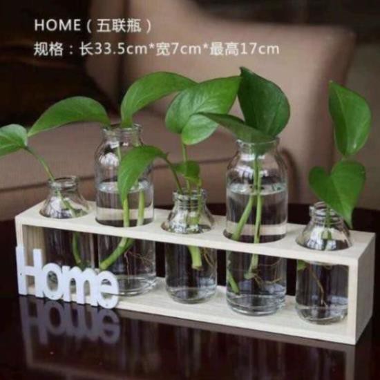 🍀Set 5 lọ thủy tinh cao thấp cắm hoa kèm kệ gỗ Home.