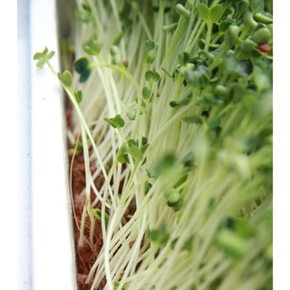 Hạt Giống rau MẦM CỦ CẢI TRẮNG