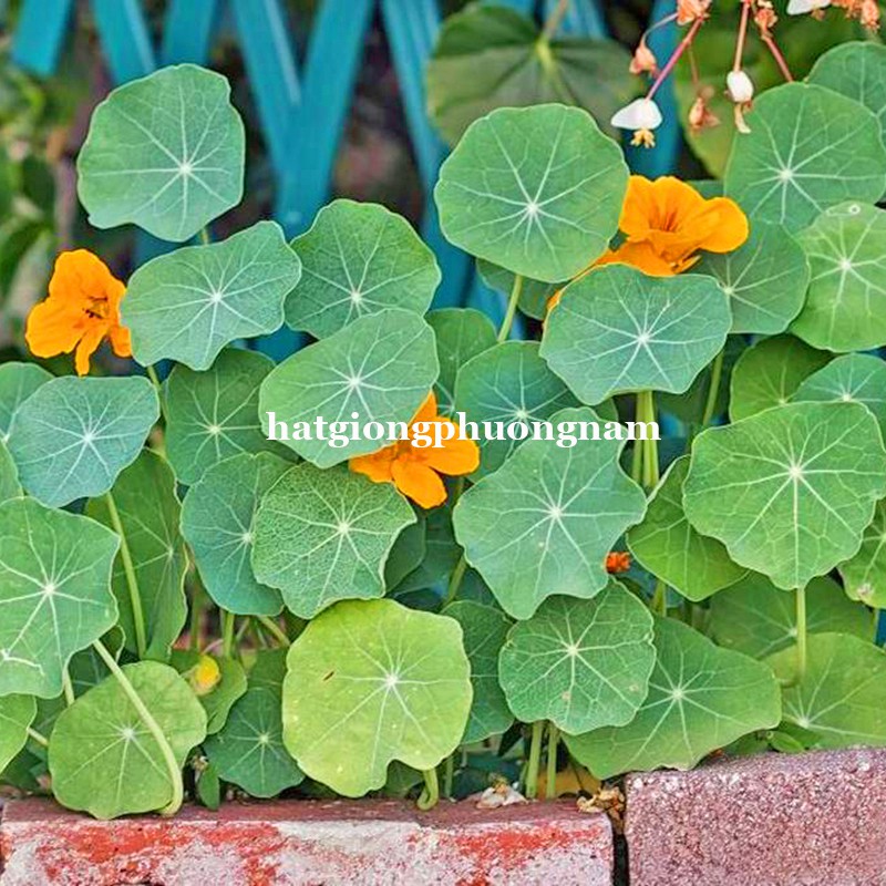 15H - HẠT GIỐNG HOA SEN CẠN ĐỨNG MIX
