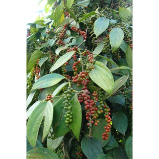 Tiêu hạt daklak 500gr