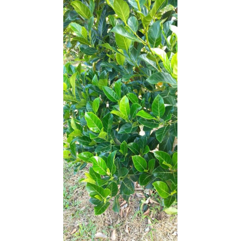 cây giống mít thái siêu sớm (18 tháng cho thu hoạch)