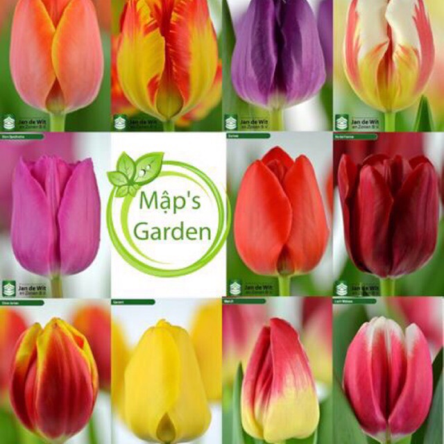 (GIỐNG HÀ LAN) củ hoa tulip