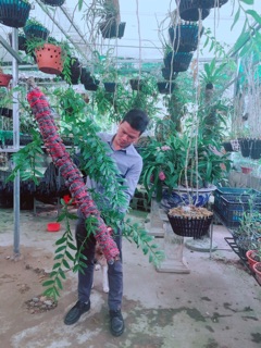 Phân dê đóng túi lưới