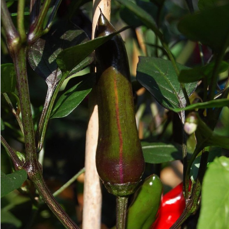 Hạt giống ớt Purple Tiger x Jalapeno V2 (No Variegated, Big Pod)