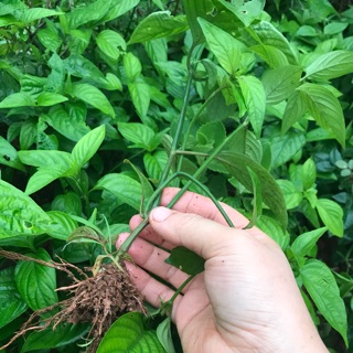 Cây cẩm tím 30 cây cẩm tím và 25 cây cẩm đỏ