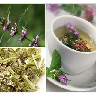 50 Hạt giống cây Ích mẫu - ( cây dược liệu )
