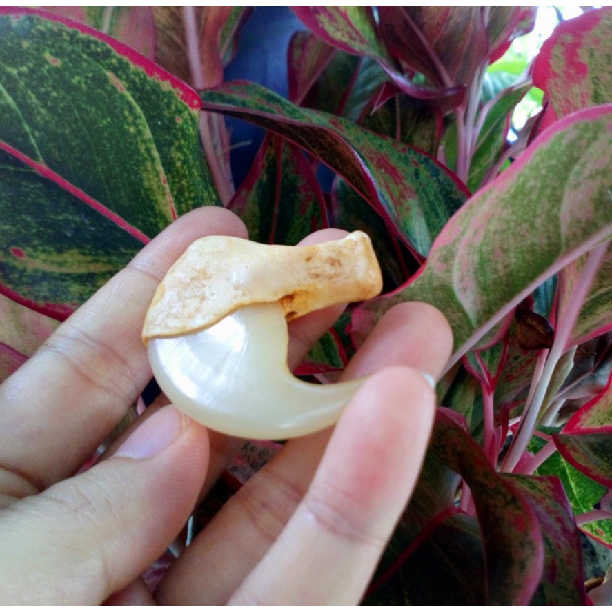 Móng cọp 5.2cm nhân tạo