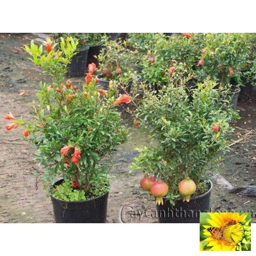 Hạt giống Lựu đỏ lùn