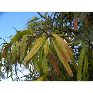  Bồ Kết khô Rừng
