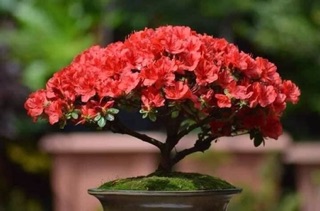 Cây Giống Đỗ Quyên