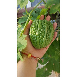 MƯỚP ĐẮNG TRÁI TIM XANH