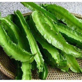 Hạt giống Đậu Rồng Siêu Trái RADO cao cấp, giàu dinh dưỡng, trái giòn ngọt