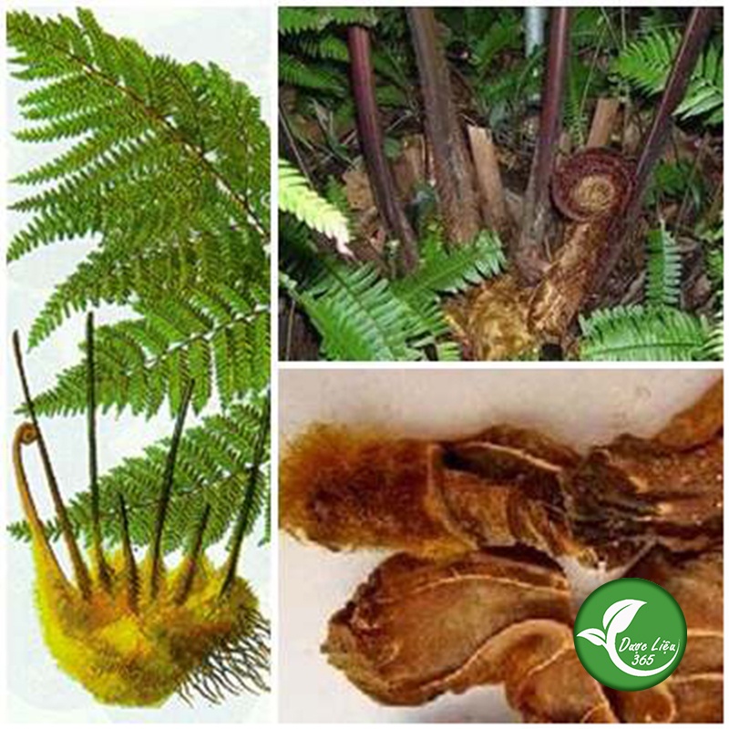 Cẩu tích khô  - Cam kết hàng chuẩn xịn