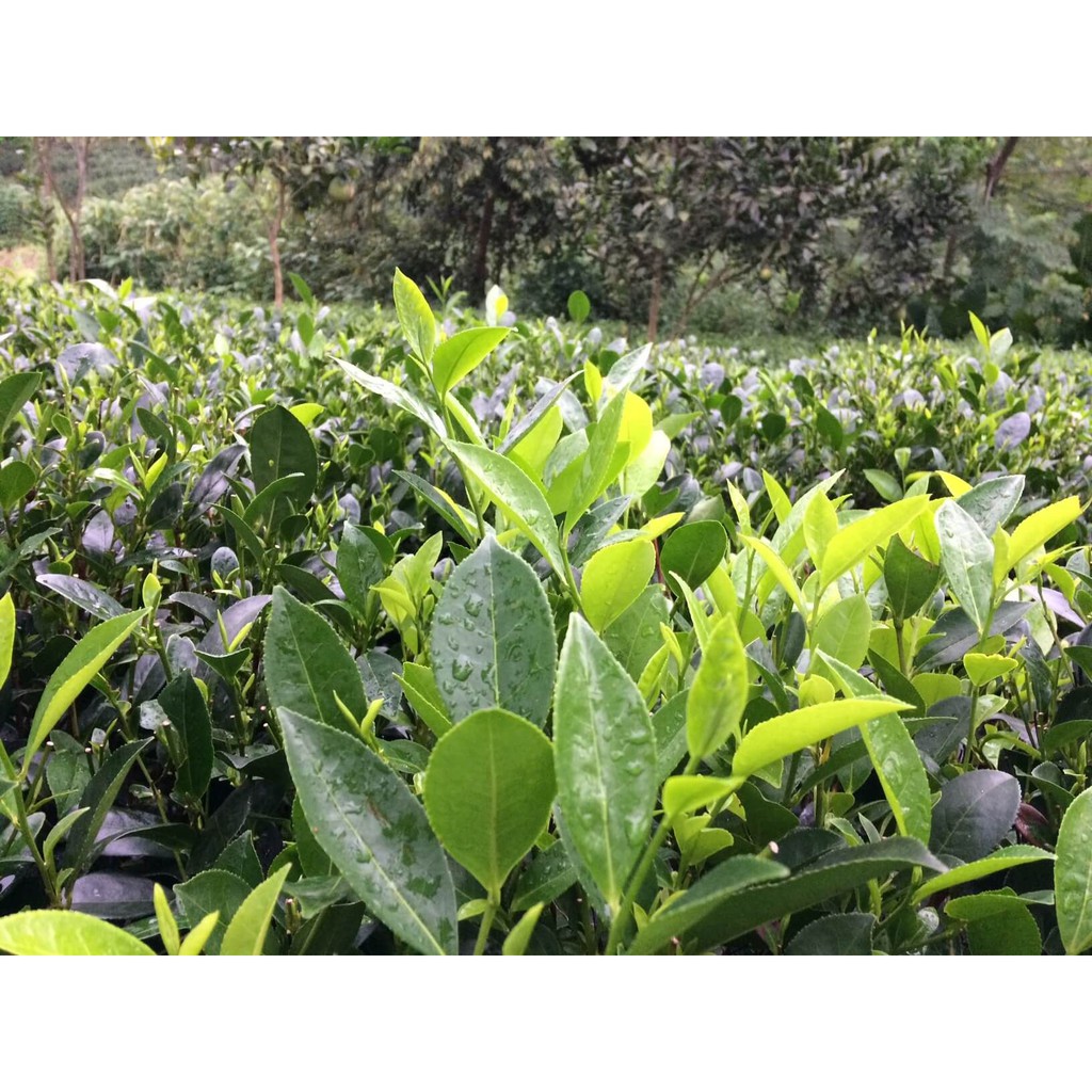 CÂY GIỐNG CHÈ XANH THÁI NGUYÊN cao gần 1m như hình.