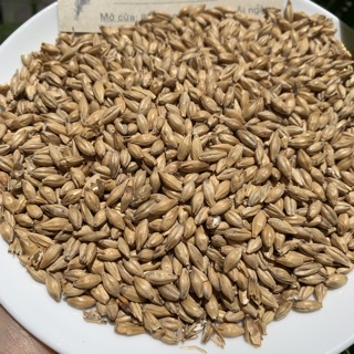 TIỂU MẠCH 100GRAM