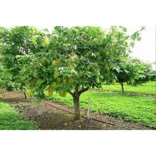 [Xả - Cắt Lỗ ] Cây Khế Chua