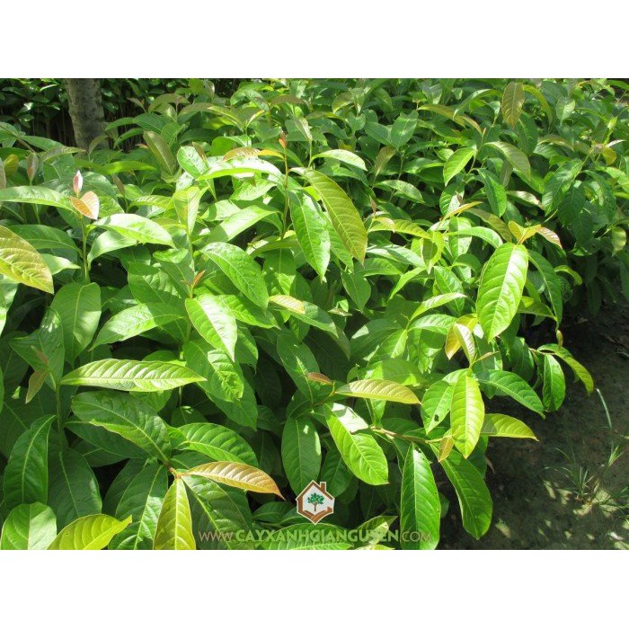 Cây Bằng Lăng, Cây Hoa Bằng Lăng Giống Cao từ 50-60cm