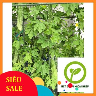 Gói 10 hạt giống mướp đắng nhật bản HAT F1