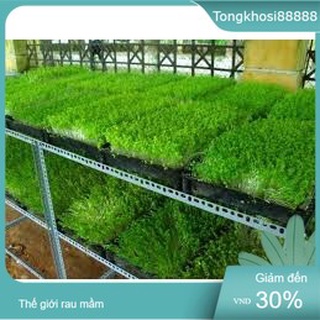 1kg Hạt giống làm rau mầm củ cải trắng