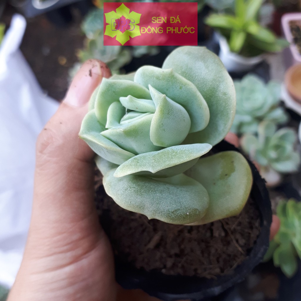 Sen đá bông hồng hà lan size bầu - Sen Đá xương rồng cây phong thuỷ văn phòng đẹp
