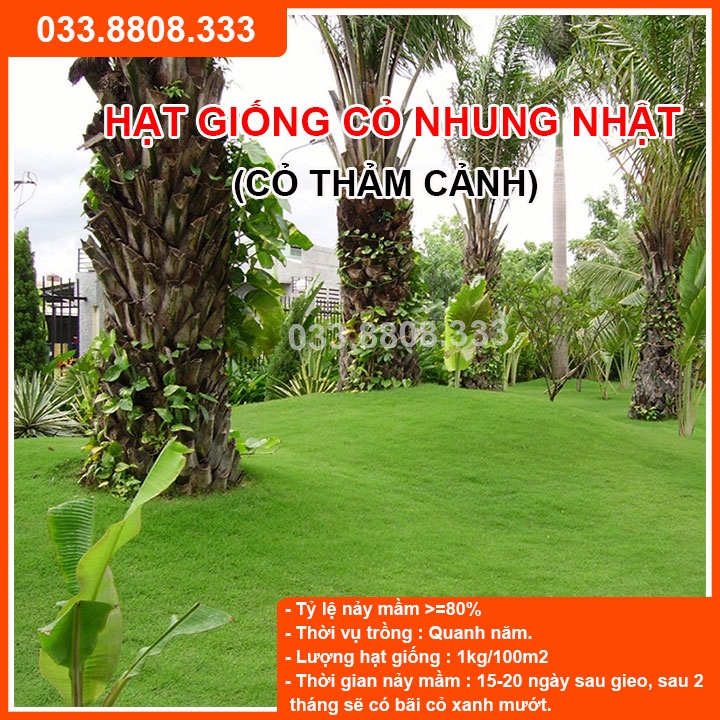 Hạt Giống Cỏ Nhung Nhật - Cỏ Sân Vườn  - Hạt Giống Cỏ Thảm - Cỏ Cảnh