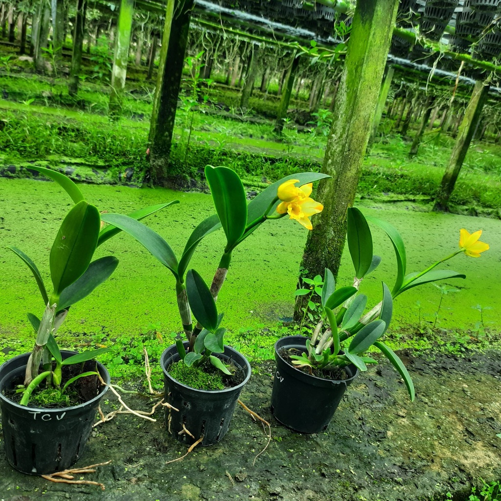 Hoa Lan Cattleya Tú Cầu Vàng