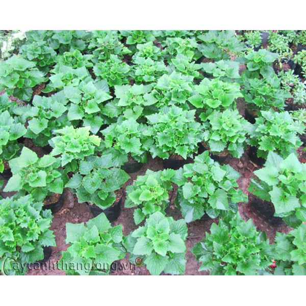 Hạt giống Cúc lá nho Bốn mùa 50 hạt ĐẾN MÙA TRỒNG TẾT