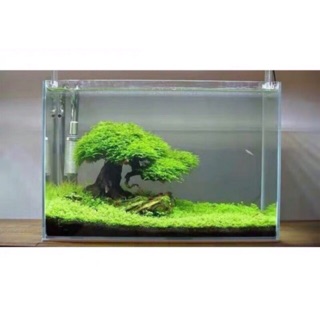 LŨA BONSAI MINI CHO HỒ THUỶ SINH (Hồ < 40cm)
