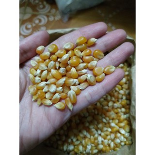1kg Ngô nổ làm bắp rang bơ (bỏng ngô)